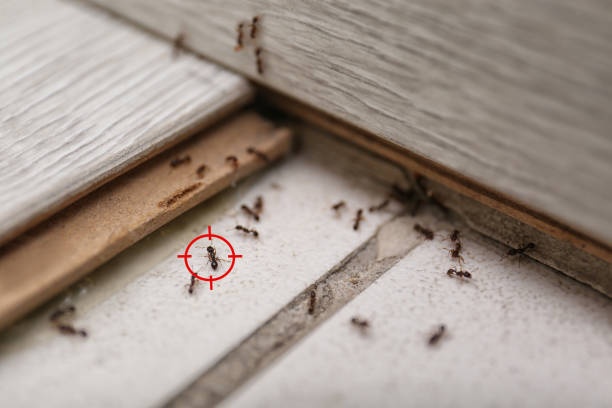 Best Affordable Pest Control Services  in Dilkon, AZ