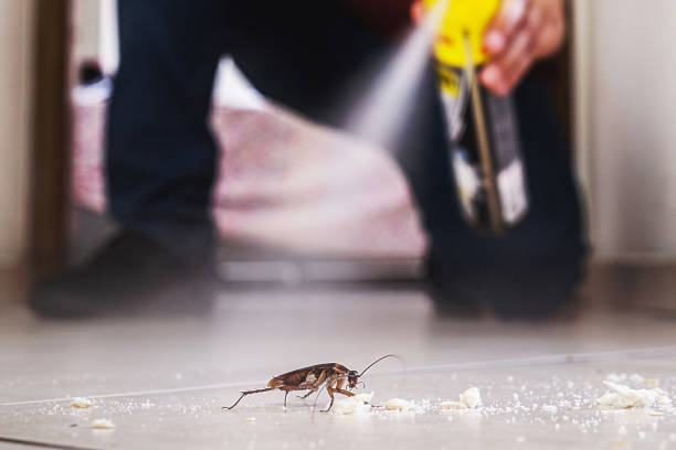 Best Emergency Pest Control  in Dilkon, AZ